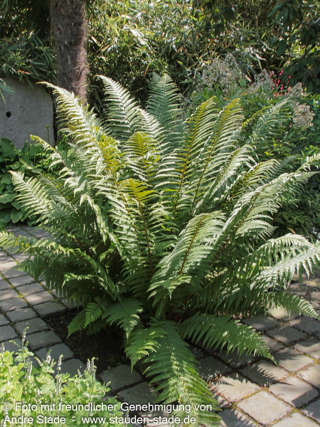 Gewöhnlicher Wurmfarn (Dryopteris filix-mas)