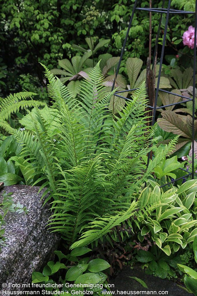 Gewöhnlicher Wurmfarn (Dryopteris filix-mas)