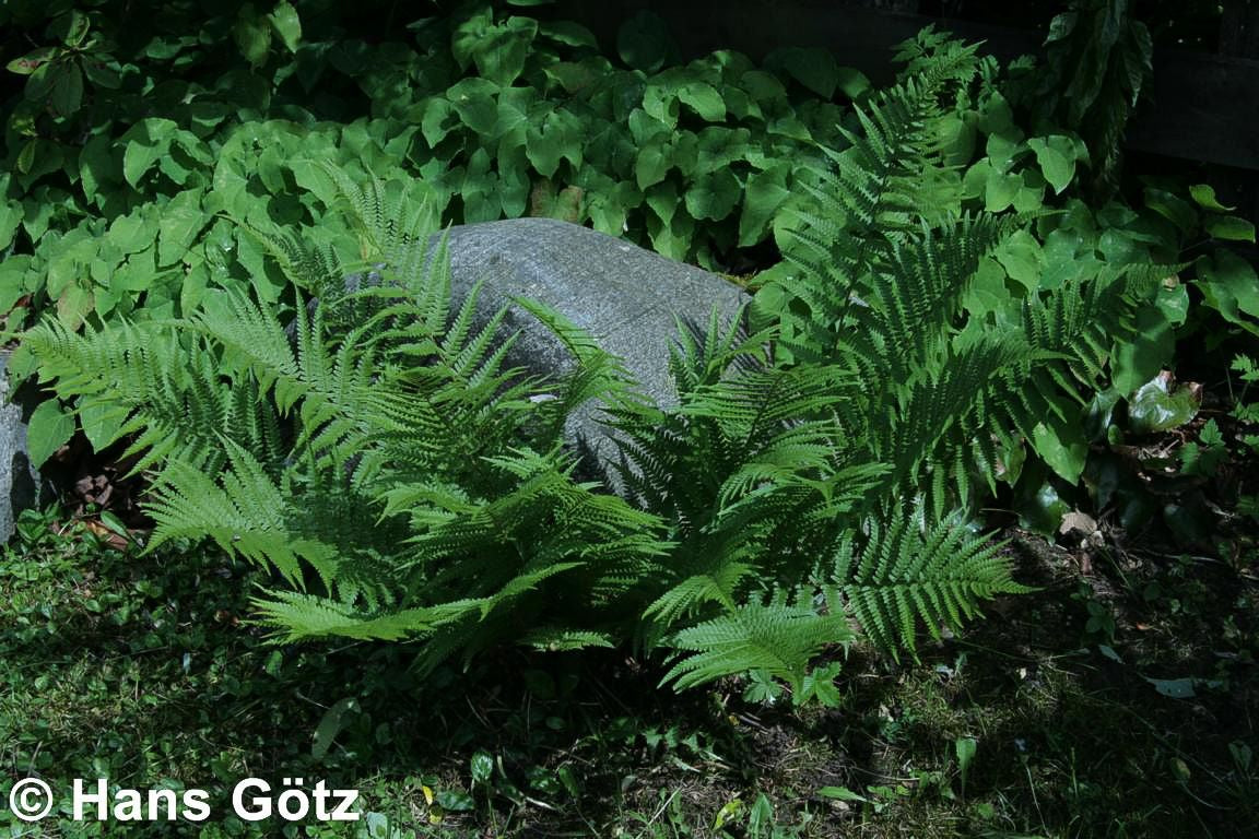 Gewöhnlicher Wurmfarn (Dryopteris filix-mas)