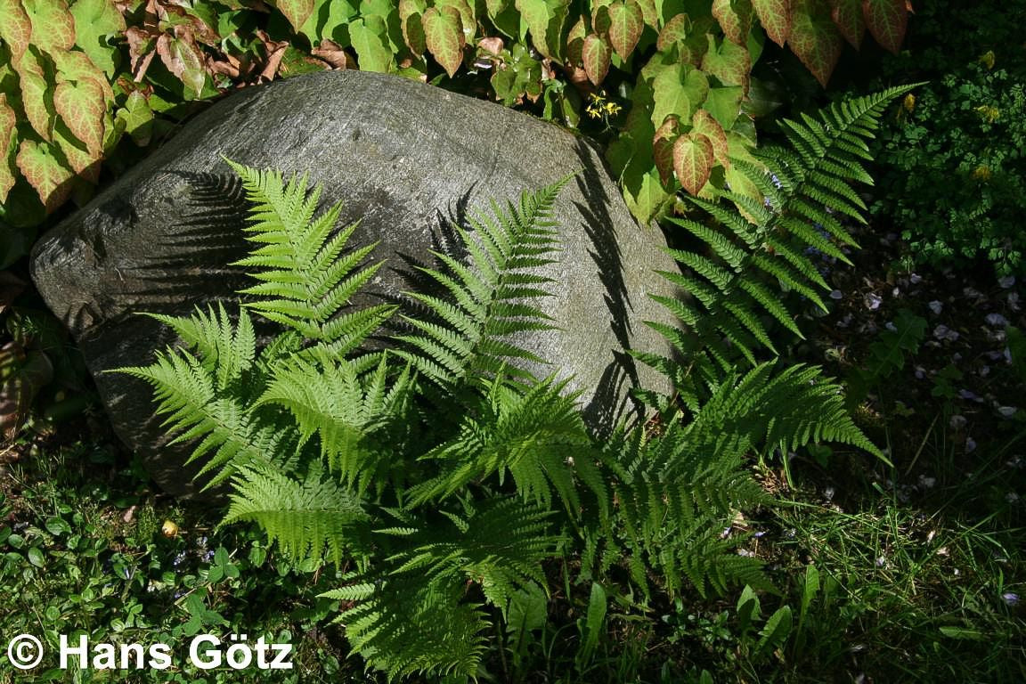 Gewöhnlicher Wurmfarn (Dryopteris filix-mas)