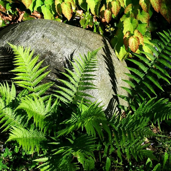 Gewöhnlicher Wurmfarn (Dryopteris filix-mas)
