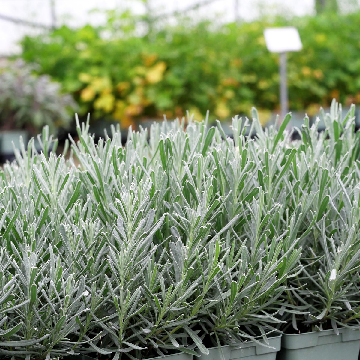 Gewürz-Lavendel 'Barcelona' (Lavandula latifolia)