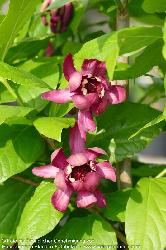 Gewürzstrauch 'Aphrodite' (Calycanthus x cult.)