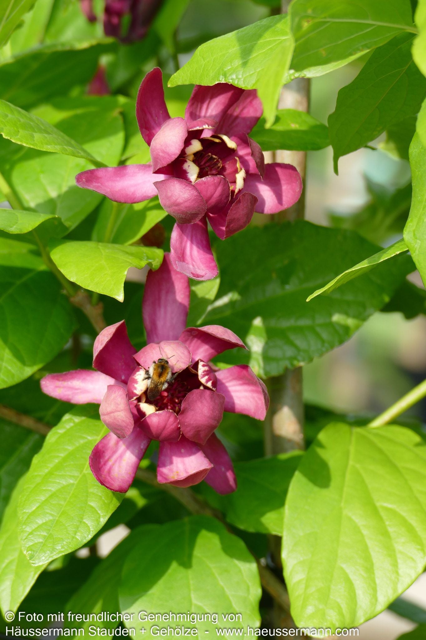 Gewürzstrauch 'Aphrodite' (Calycanthus x cult.)