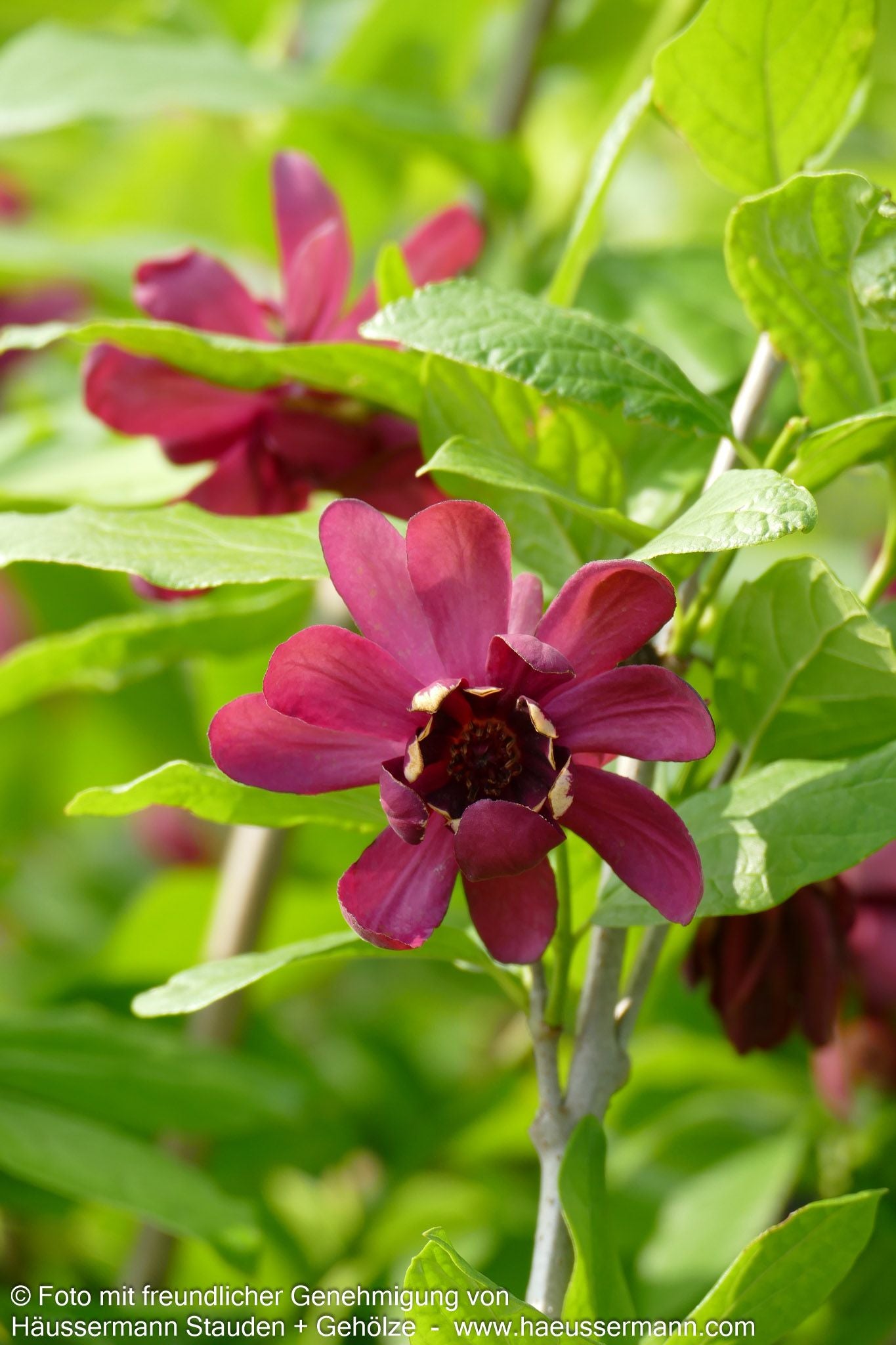 Gewürzstrauch 'Aphrodite' (Calycanthus x cult.)