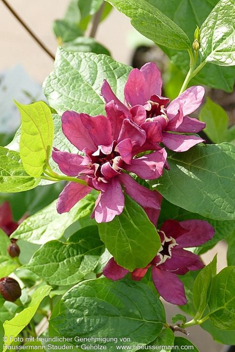 Gewürzstrauch 'Hartlage Wine' (Calycanthus x raulstonii)