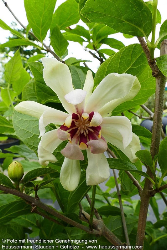 Gewürzstrauch 'Venus' (Calycanthus x cult.)