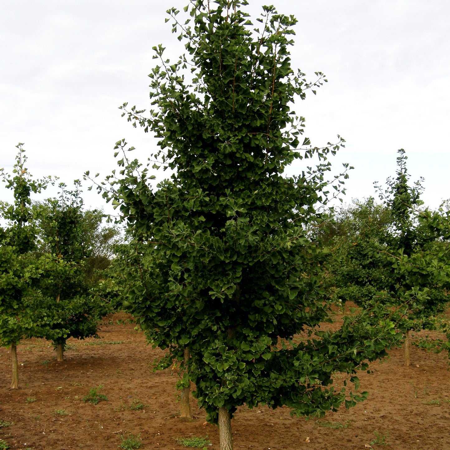 Ginkgo, Fächerblattbaum (Ginkgo biloba)