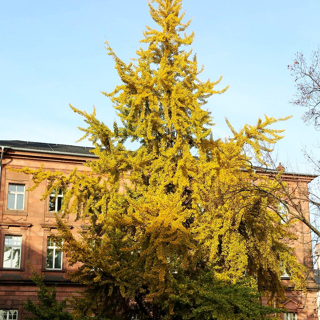Ginkgo, Fächerblattbaum (Ginkgo biloba)