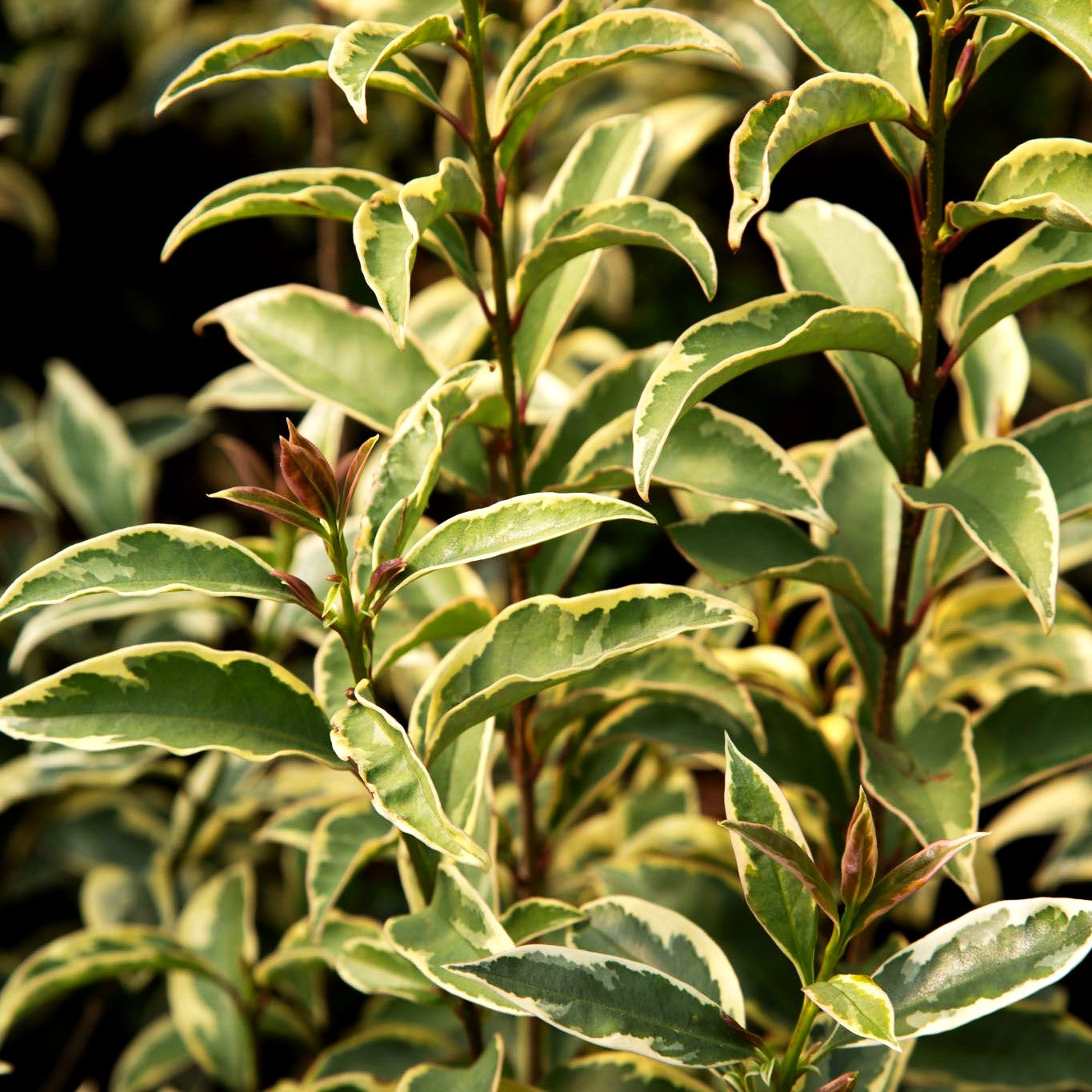 Glänzender Liguster 'Tricolor' (Ligustrum lucidum)