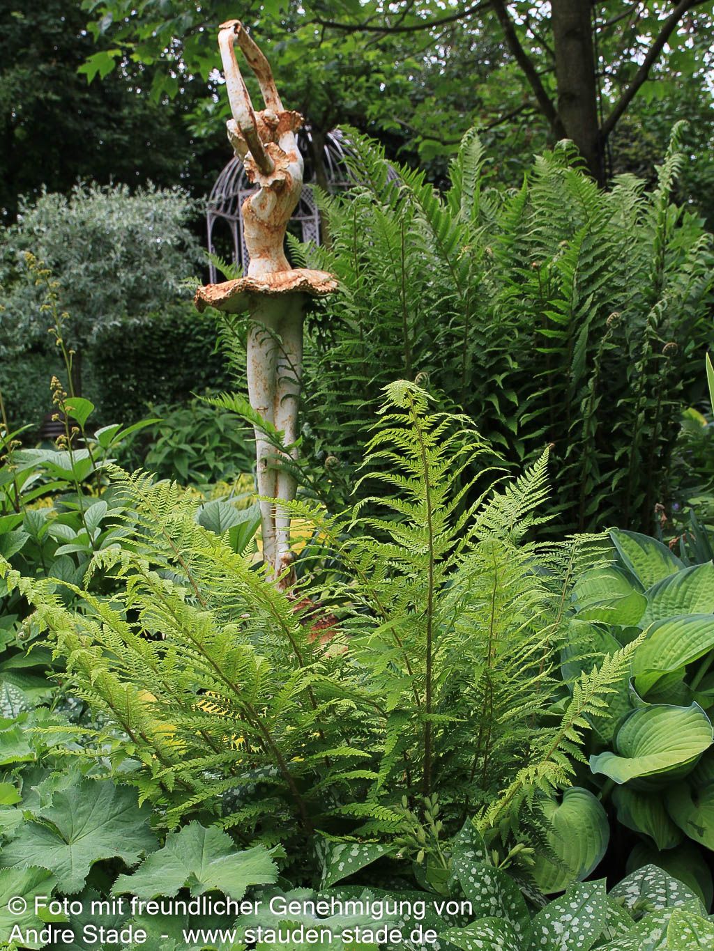 Glanz-Schildfarn (Polystichum aculeatum)