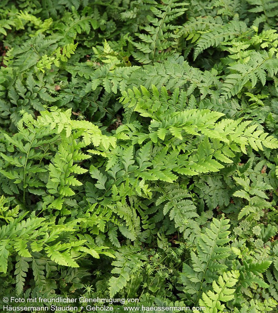 Glanz-Schildfarn (Polystichum aculeatum)
