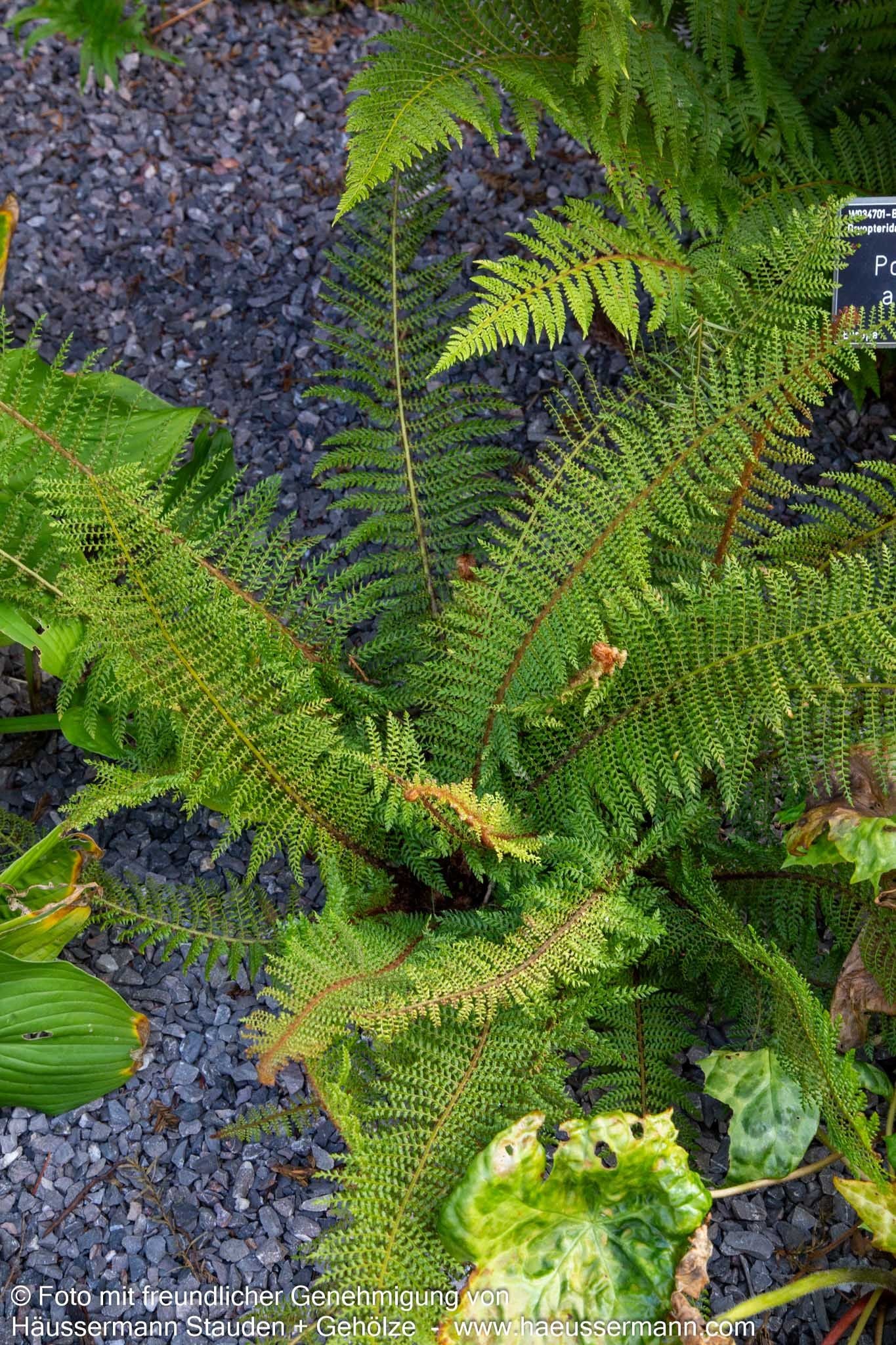 Glanz-Schildfarn (Polystichum aculeatum)