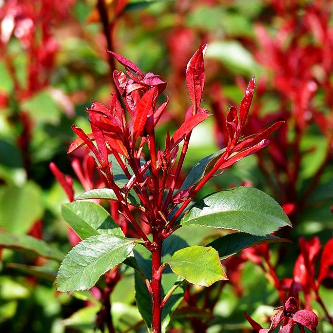 Glanzmispel 'Perfekta' (Photinia fraseri)