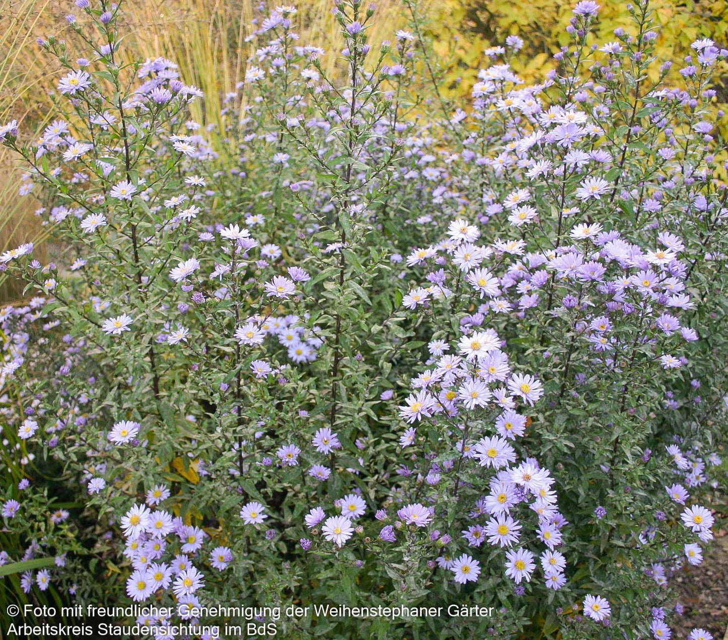 Glattblatt-Aster 'Blaue Nachhut' (Aster novi-belgii)