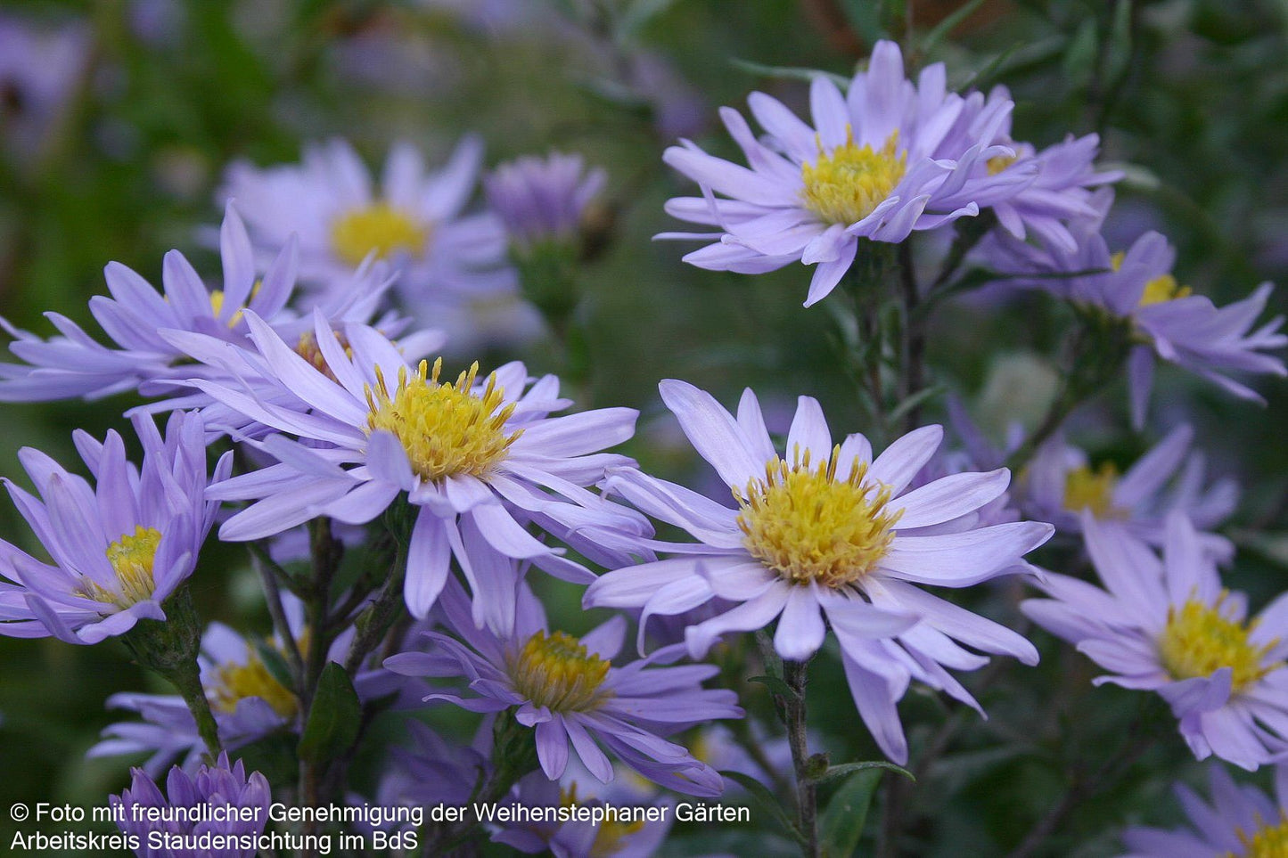 Glattblatt-Aster 'Blaue Nachhut' (Aster novi-belgii)