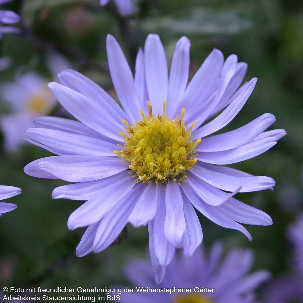 Glattblatt-Aster 'Blaue Nachhut' (Aster novi-belgii)