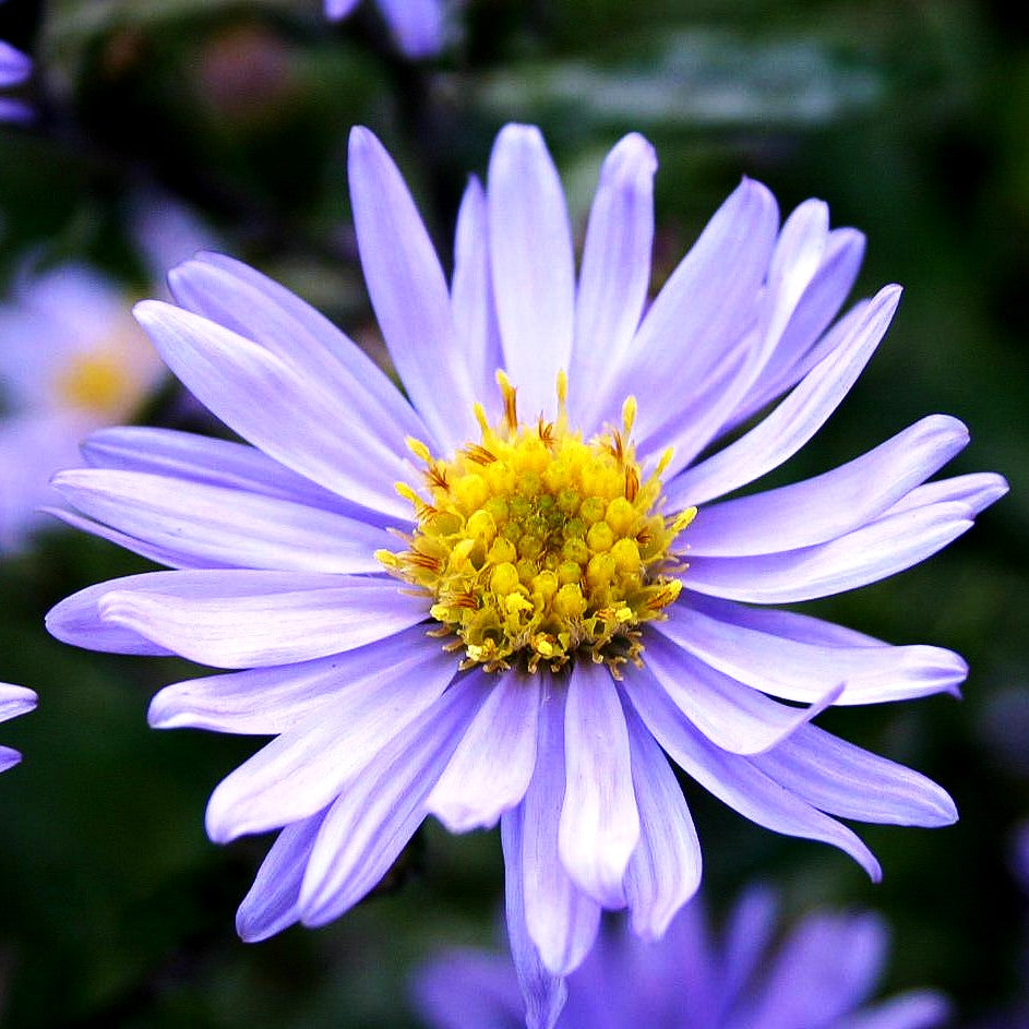 Glattblatt-Aster 'Blaue Nachhut' (Aster novi-belgii)