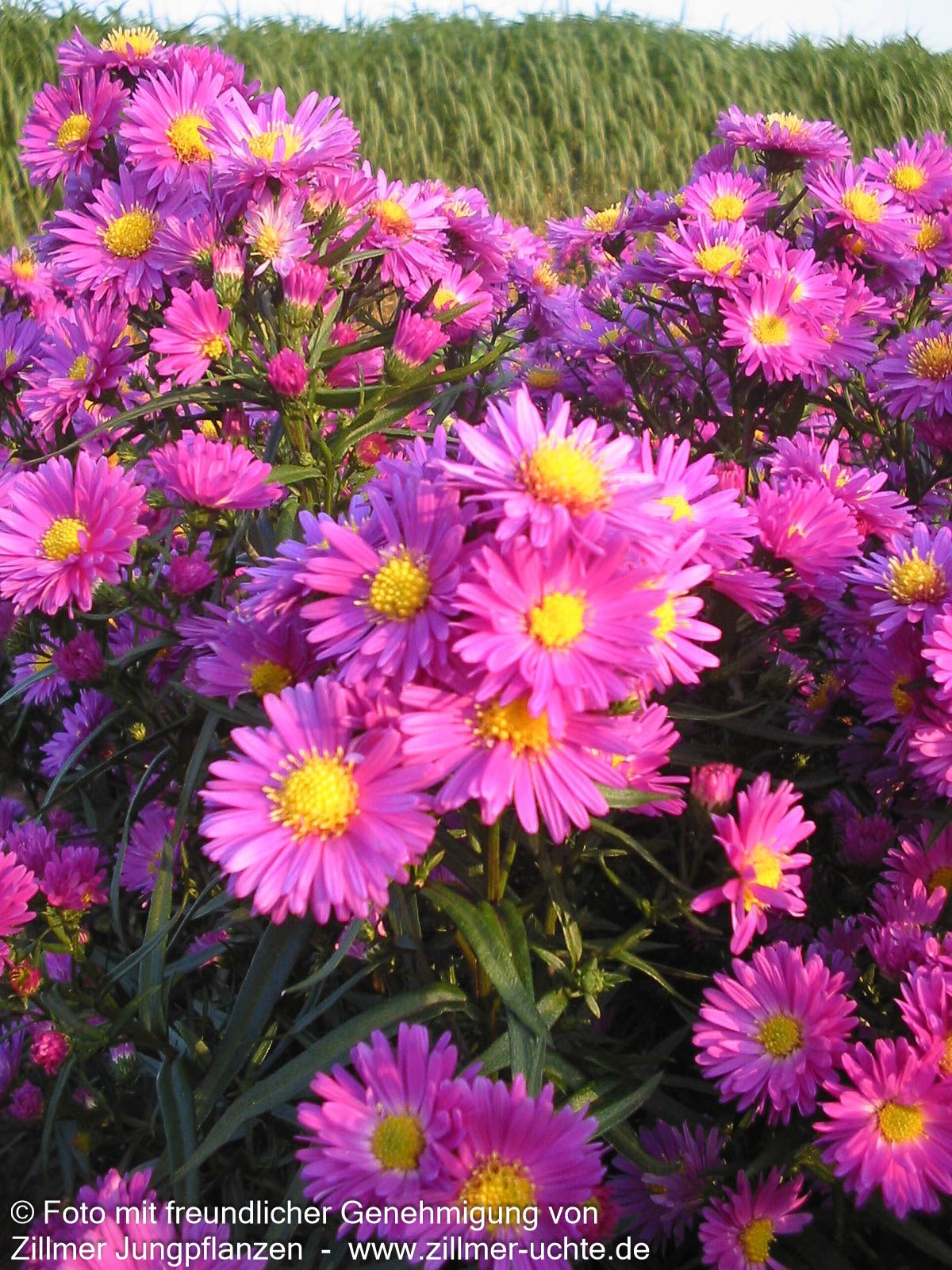 Glattblatt-Aster 'Karminkuppel' (Aster novi-belgii)