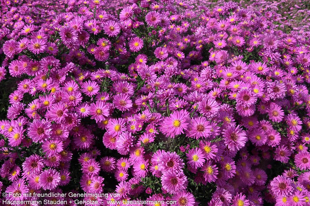 Glattblatt-Aster 'Karminkuppel' (Aster novi-belgii)