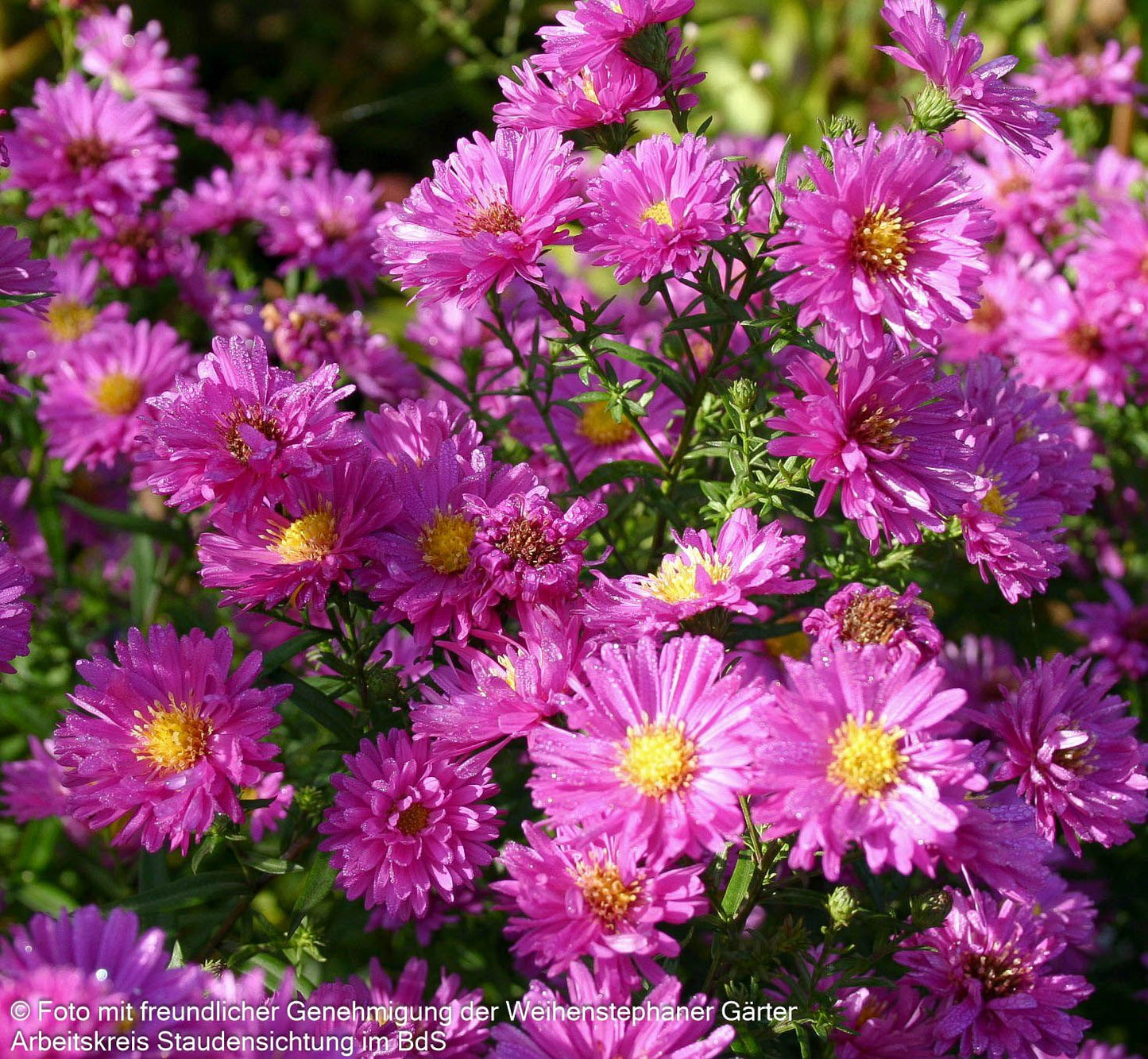 Glattblatt-Aster 'Karminkuppel' (Aster novi-belgii)