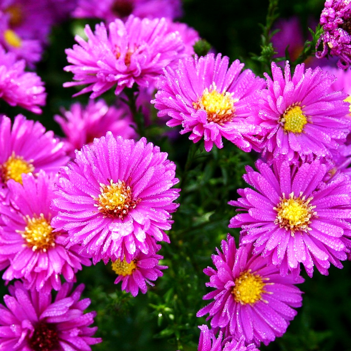 Glattblatt-Aster 'Karminkuppel' (Aster novi-belgii)