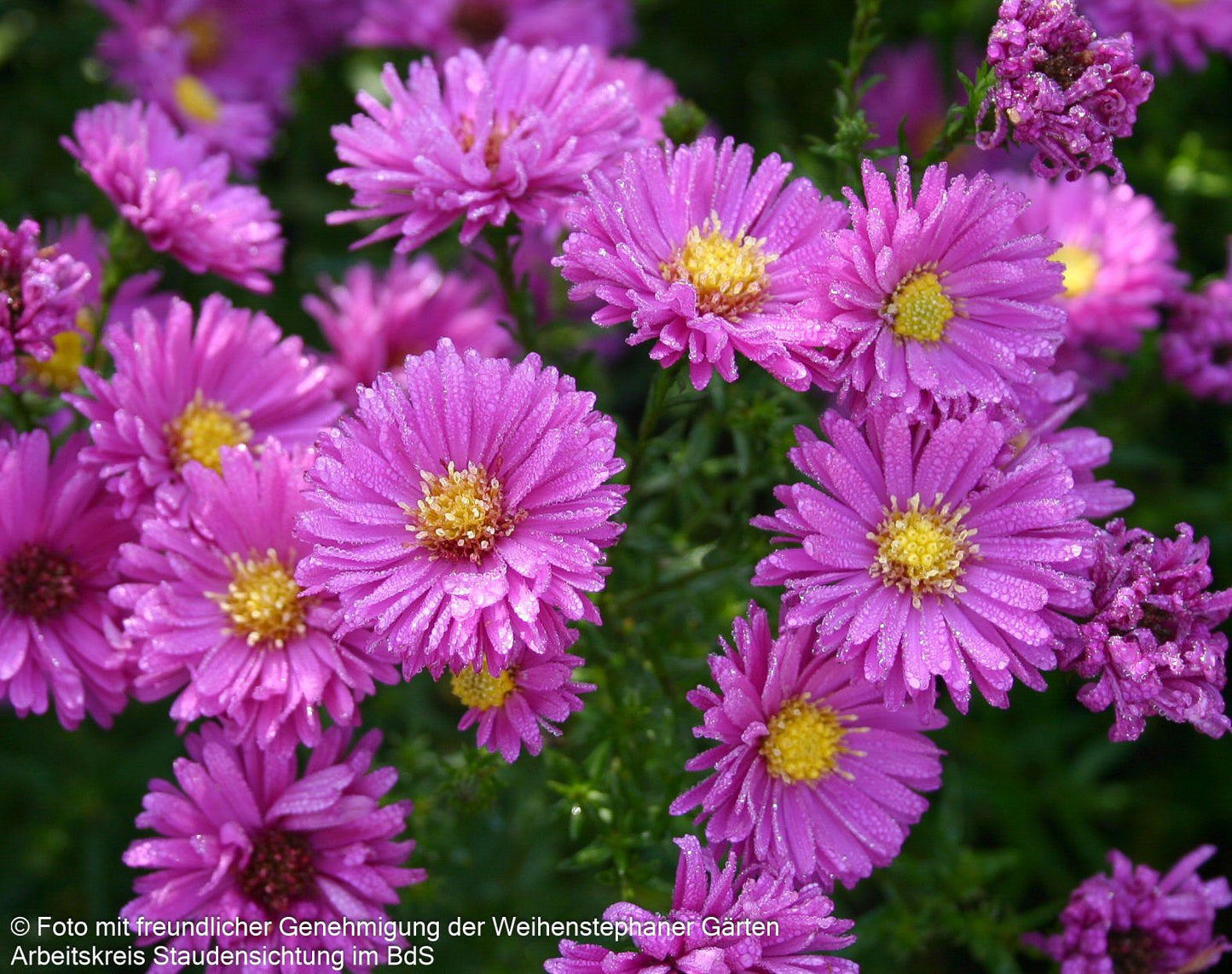 Glattblatt-Aster 'Karminkuppel' (Aster novi-belgii)