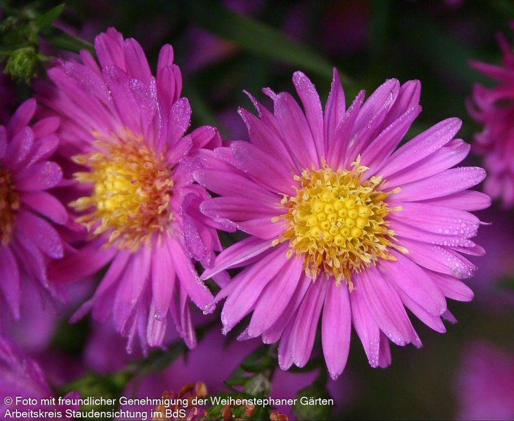 Glattblatt-Aster 'Karminkuppel' (Aster novi-belgii)