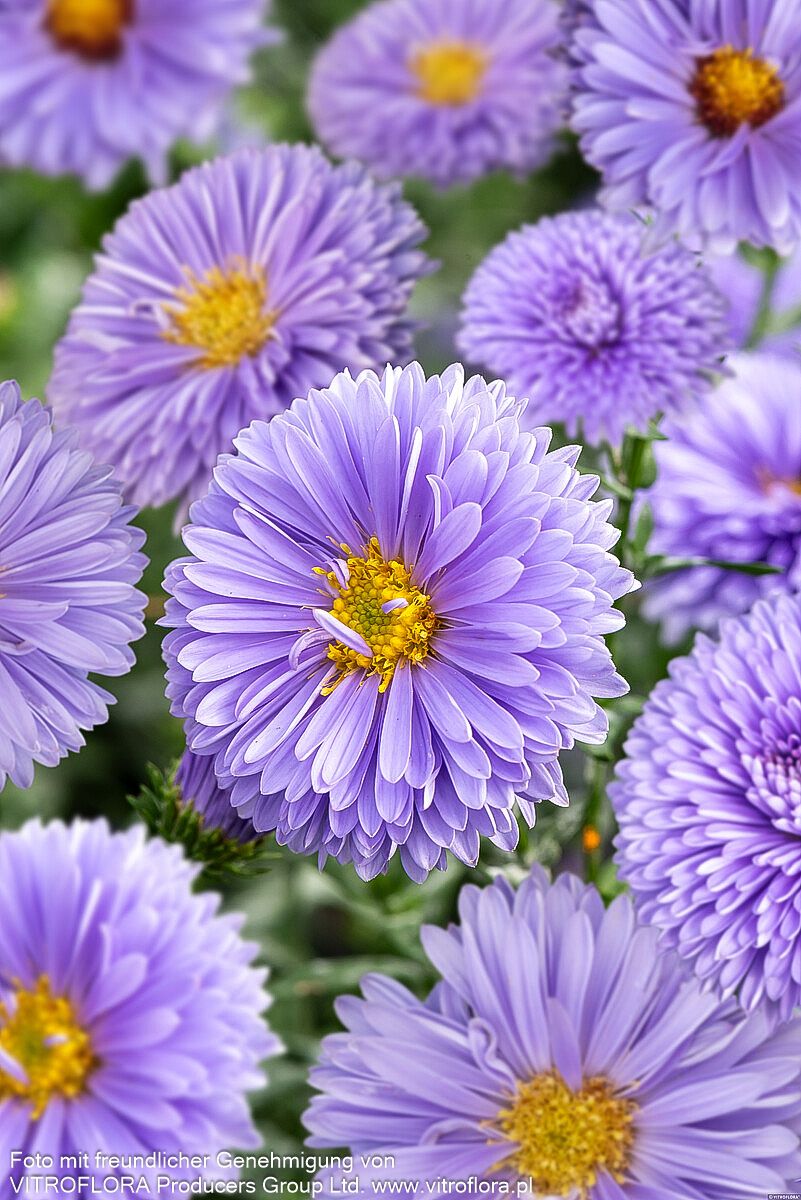 Glattblatt-Aster 'Marie Ballard' (Aster novi-belgii)
