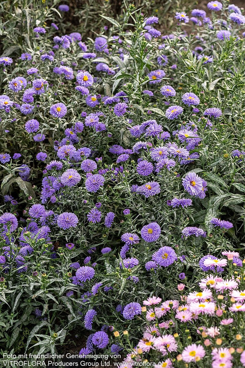 Glattblatt-Aster 'Marie Ballard' (Aster novi-belgii)