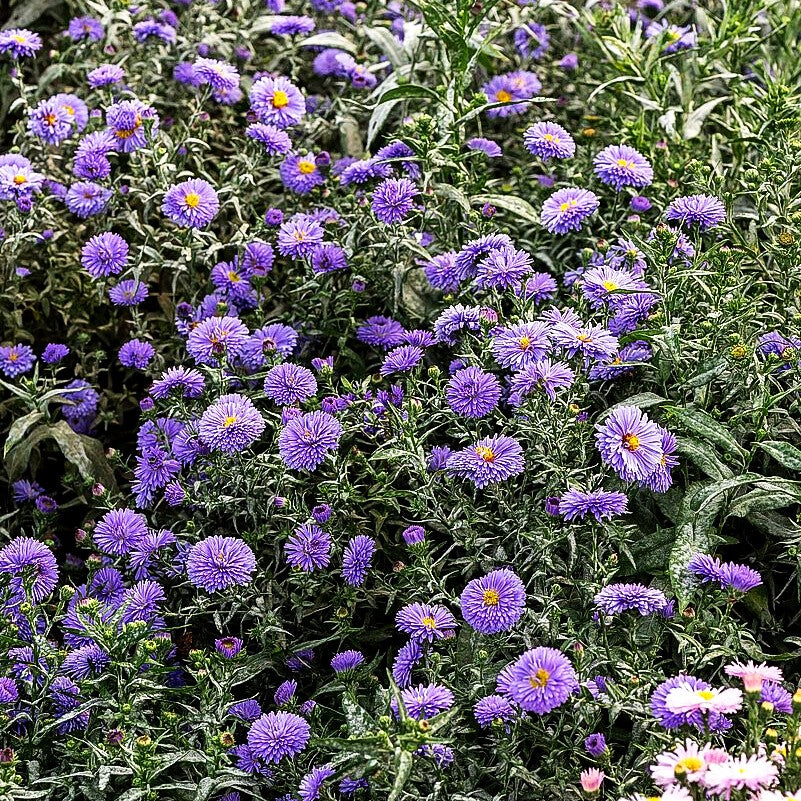Glattblatt-Aster 'Marie Ballard' (Aster novi-belgii)