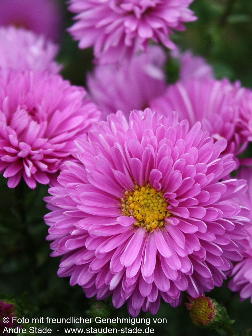 Glattblatt-Aster 'Patricia Ballard' (Aster novi-belgii)
