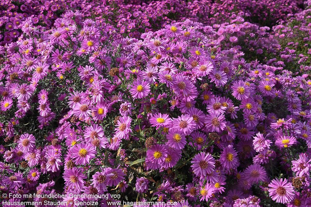 Glattblatt-Aster 'Patricia Ballard' (Aster novi-belgii)