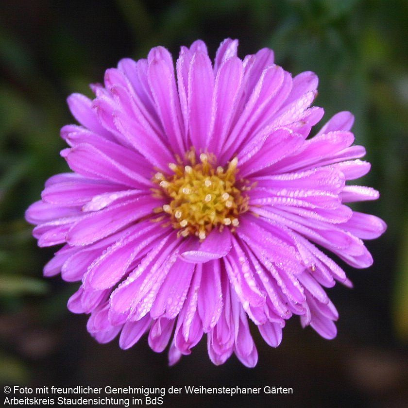 Glattblatt-Aster 'Patricia Ballard' (Aster novi-belgii)