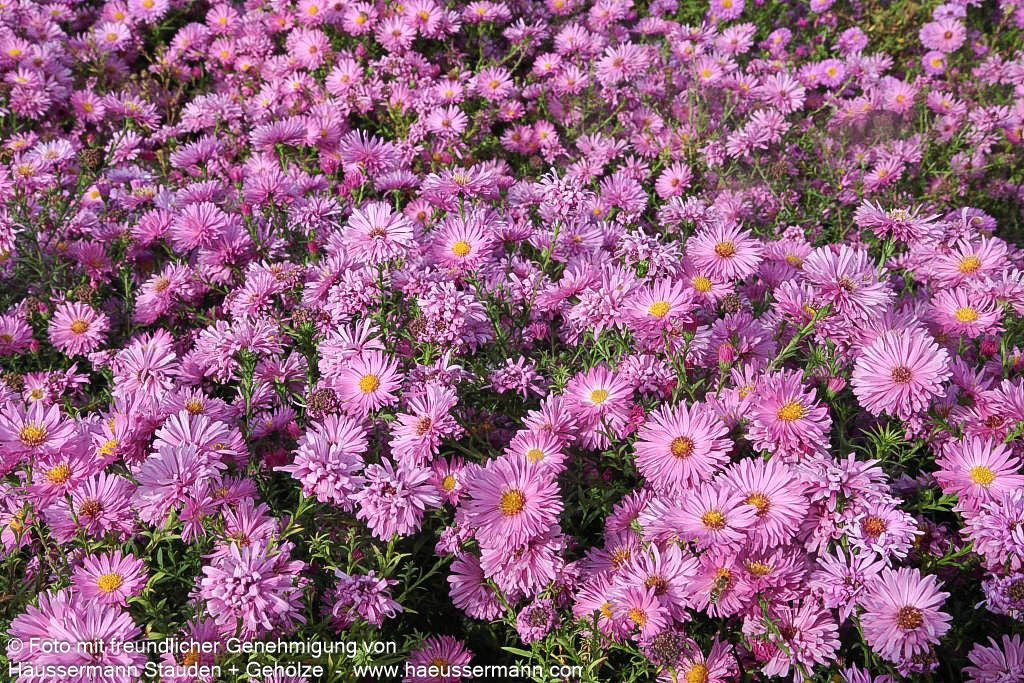 Glattblatt-Aster 'Rosaperle' (Aster novi-belgii)