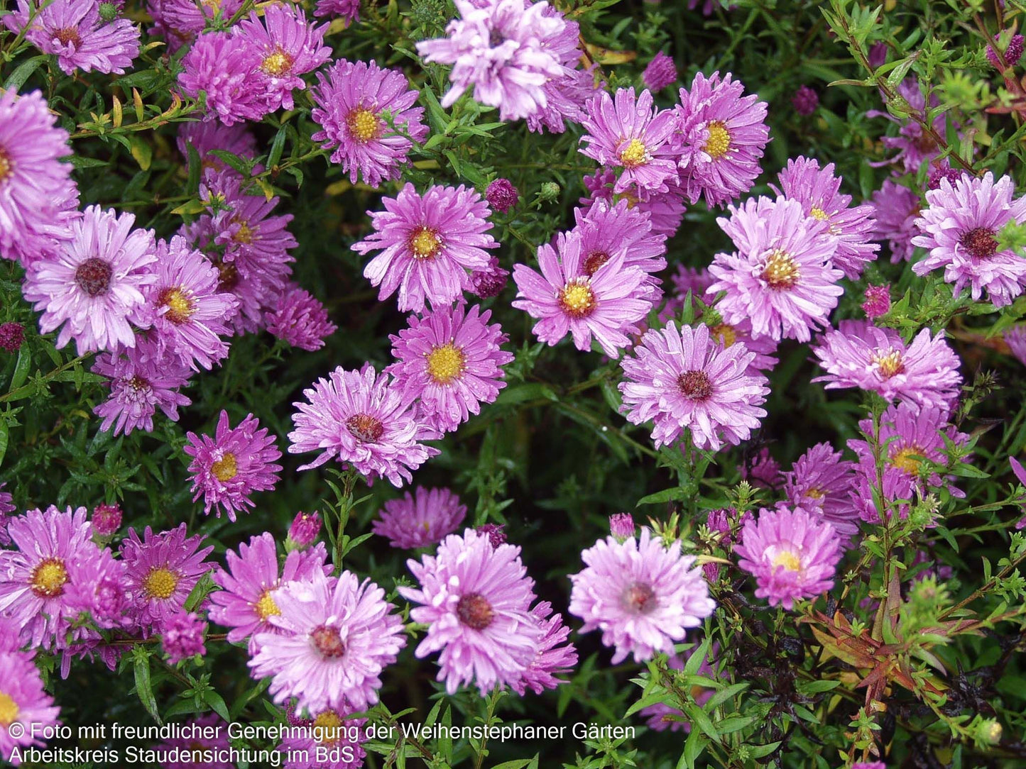 Glattblatt-Aster 'Rosaperle' (Aster novi-belgii)