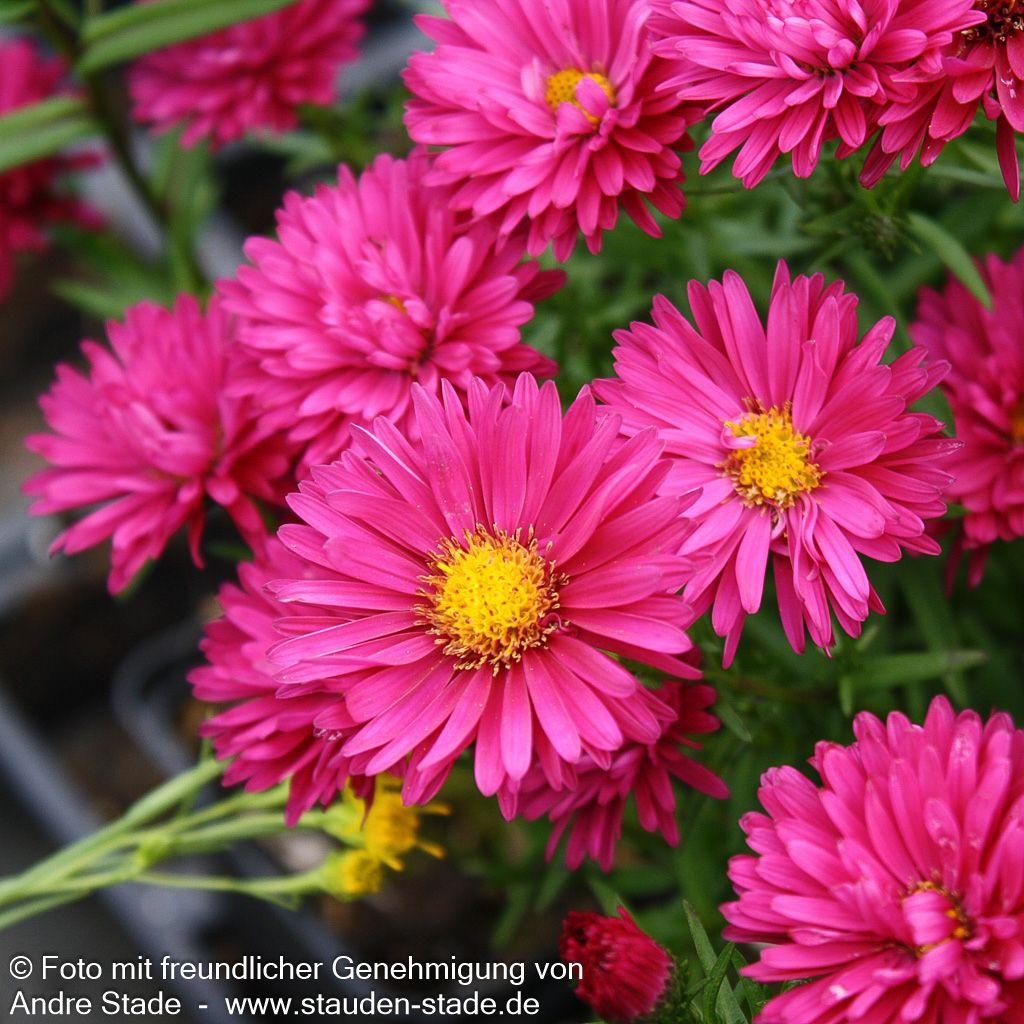 Glattblatt-Aster 'Royal Ruby' (Aster novi-belgii)