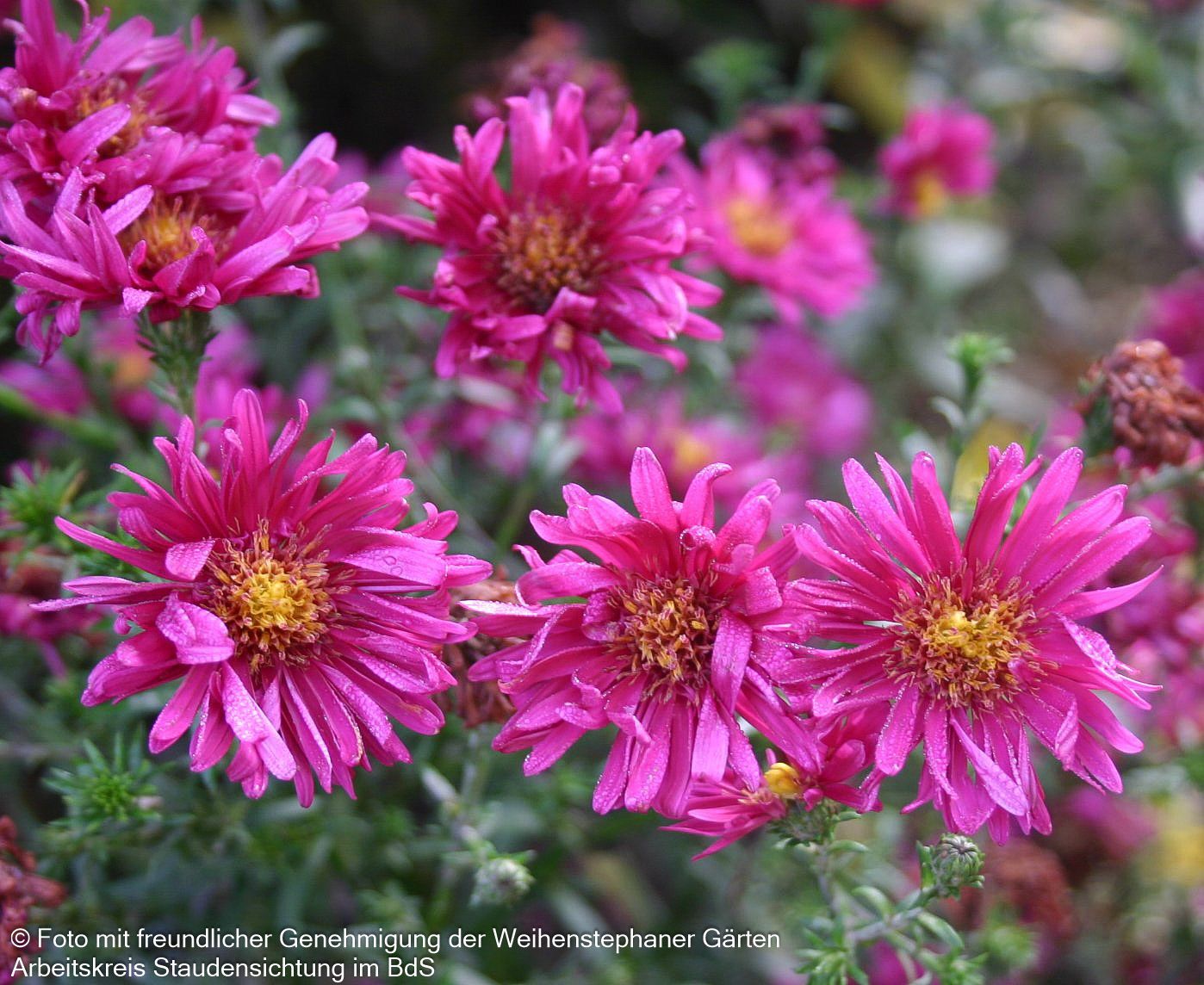 Glattblatt-Aster 'Royal Ruby' (Aster novi-belgii)