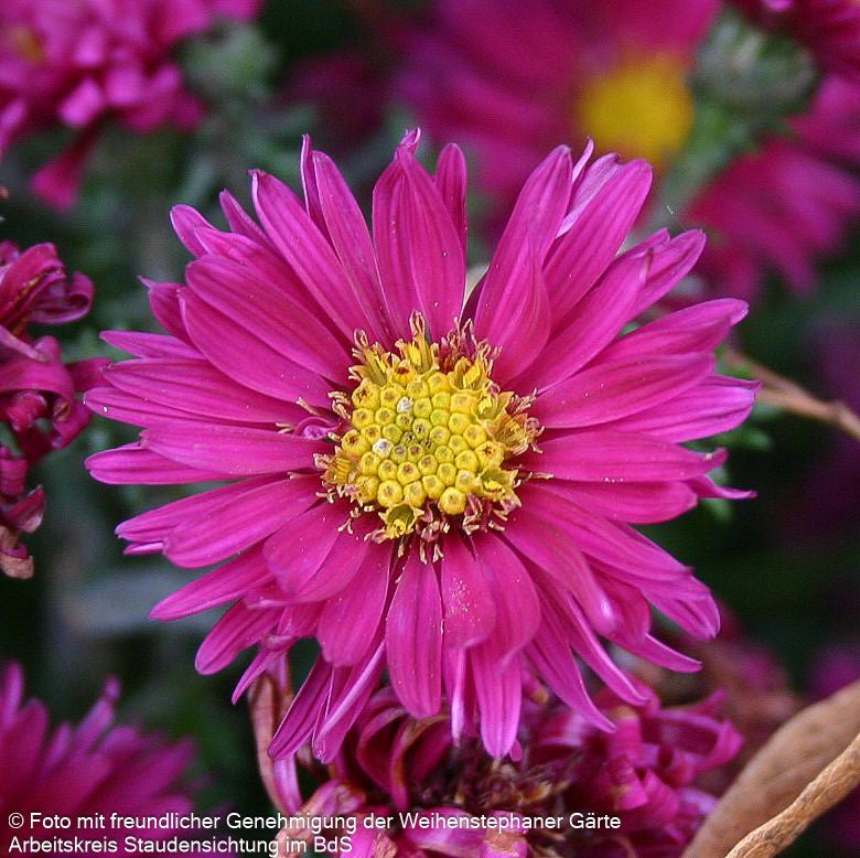 Glattblatt-Aster 'Royal Ruby' (Aster novi-belgii)
