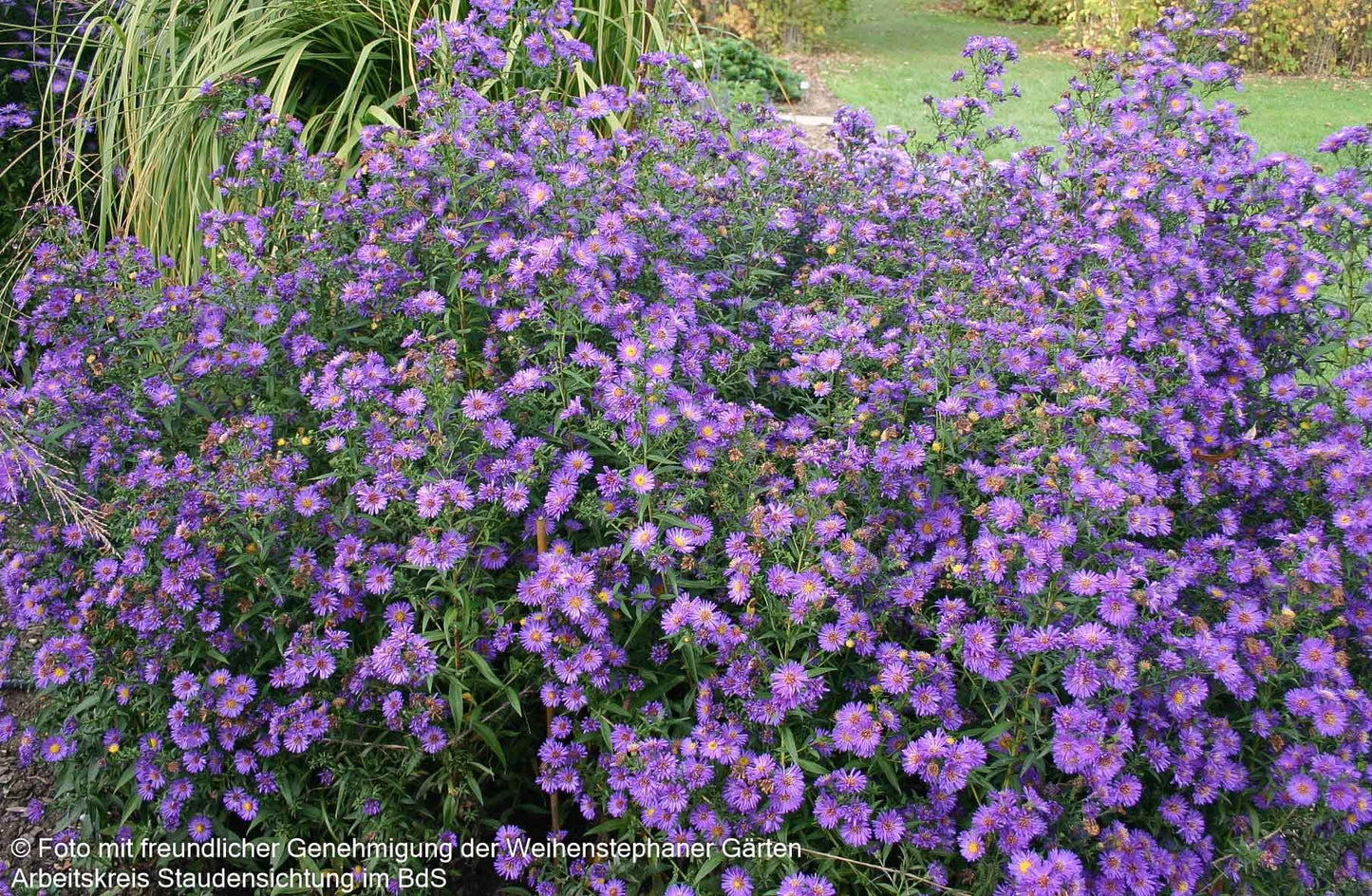 Glattblatt-Aster 'Schöne von Dietlikon' (Aster novi-belgii)