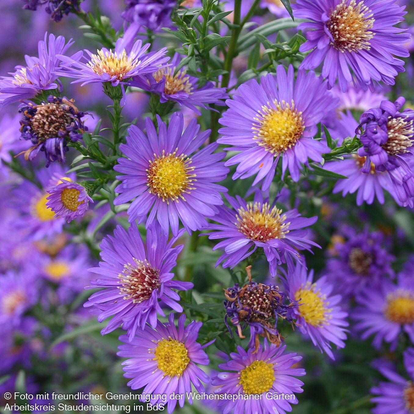 Glattblatt-Aster 'Schöne von Dietlikon' (Aster novi-belgii)