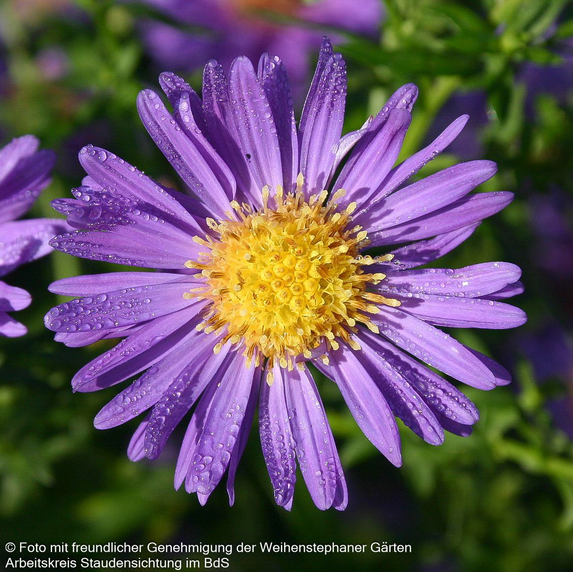 Glattblatt-Aster 'Schöne von Dietlikon' (Aster novi-belgii)