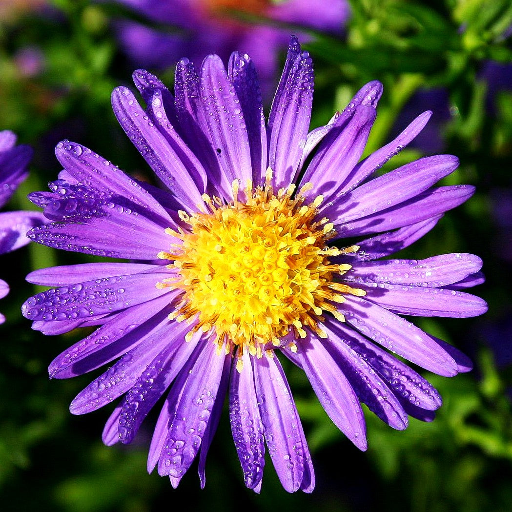 Glattblatt-Aster 'Schöne von Dietlikon' (Aster novi-belgii)