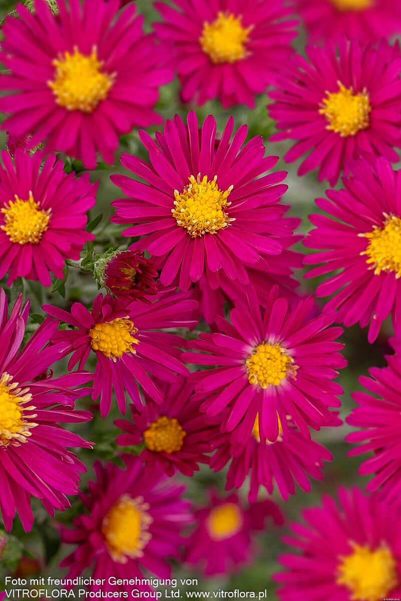Glattblatt-Aster 'Winston Churchill' (Aster novi-belgii)