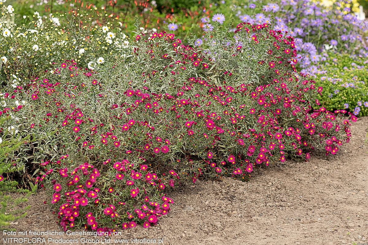 Glattblatt-Aster 'Winston Churchill' (Aster novi-belgii)