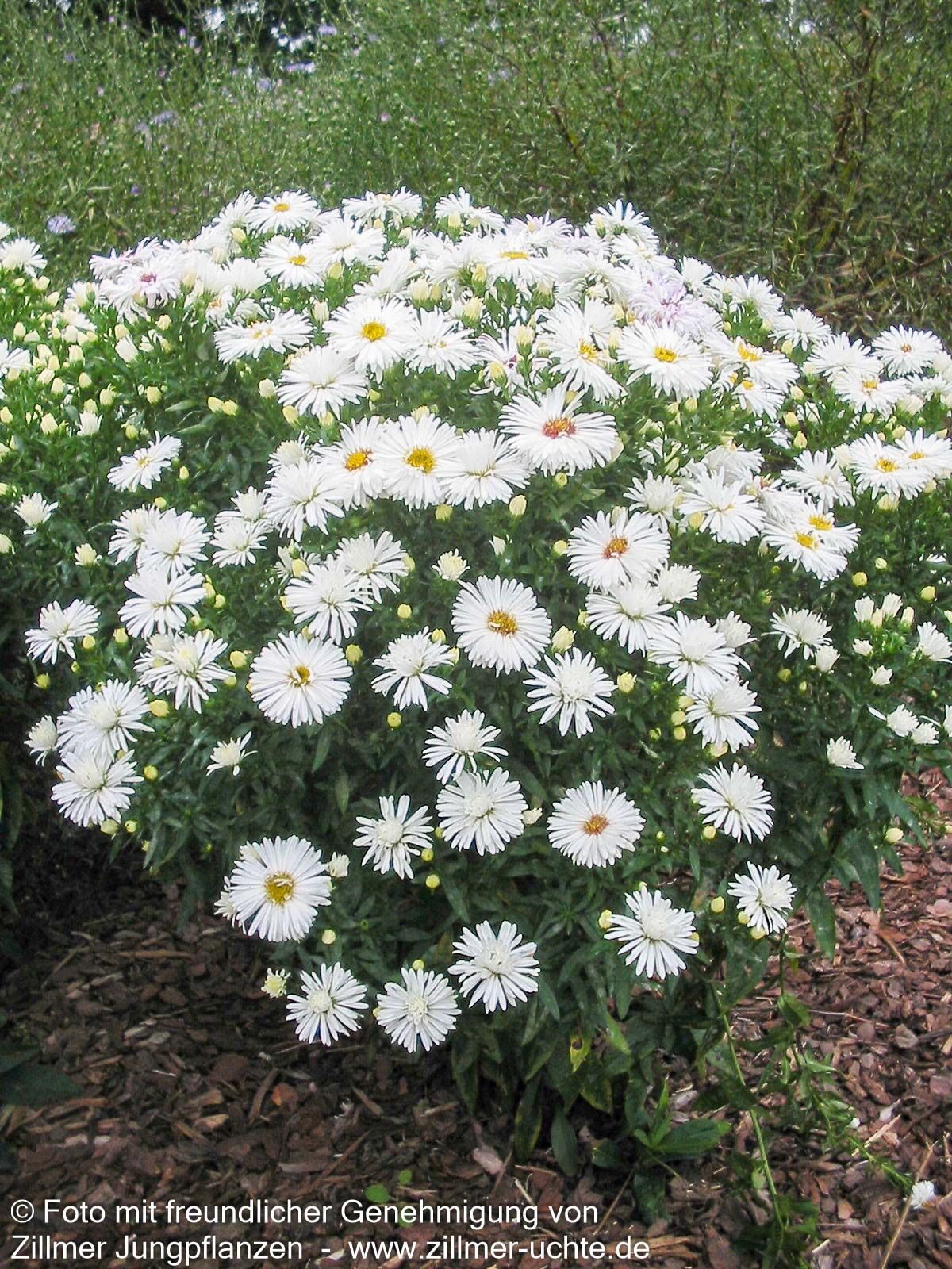 Glattblatt-Aster 'Zauberspiel' (Aster novi-belgii)