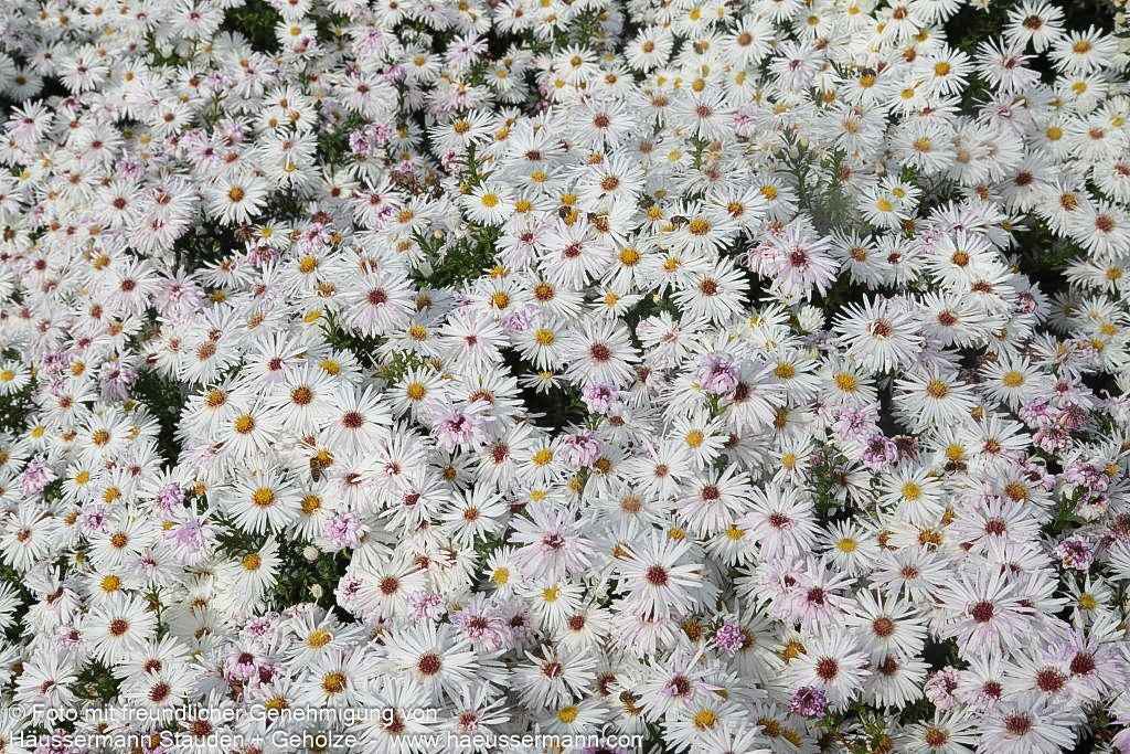 Glattblatt-Aster 'Zauberspiel' (Aster novi-belgii)