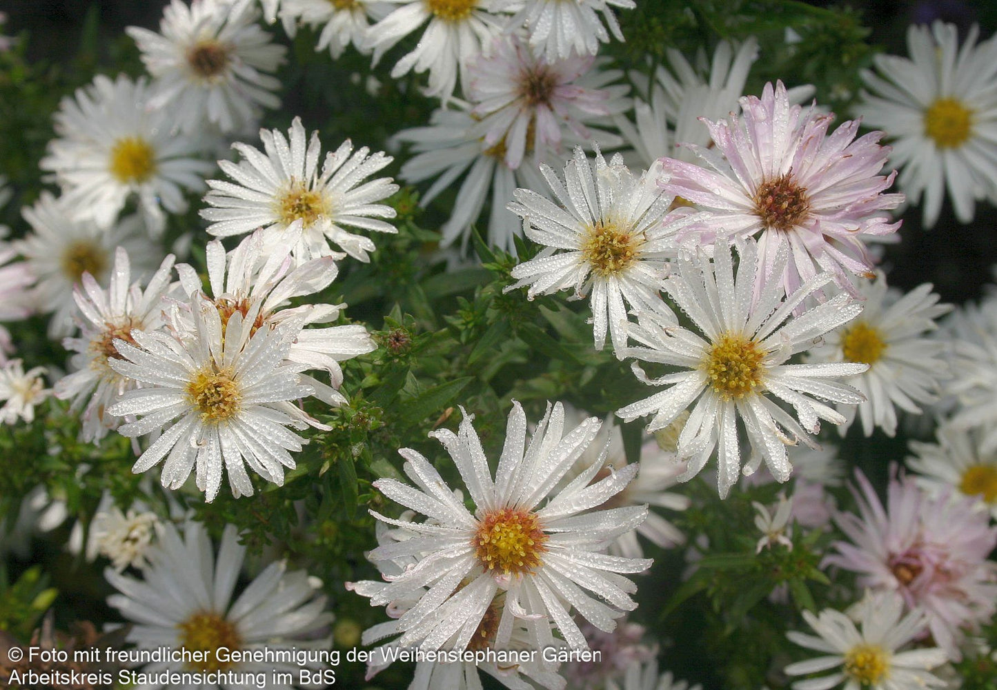 Glattblatt-Aster 'Zauberspiel' (Aster novi-belgii)