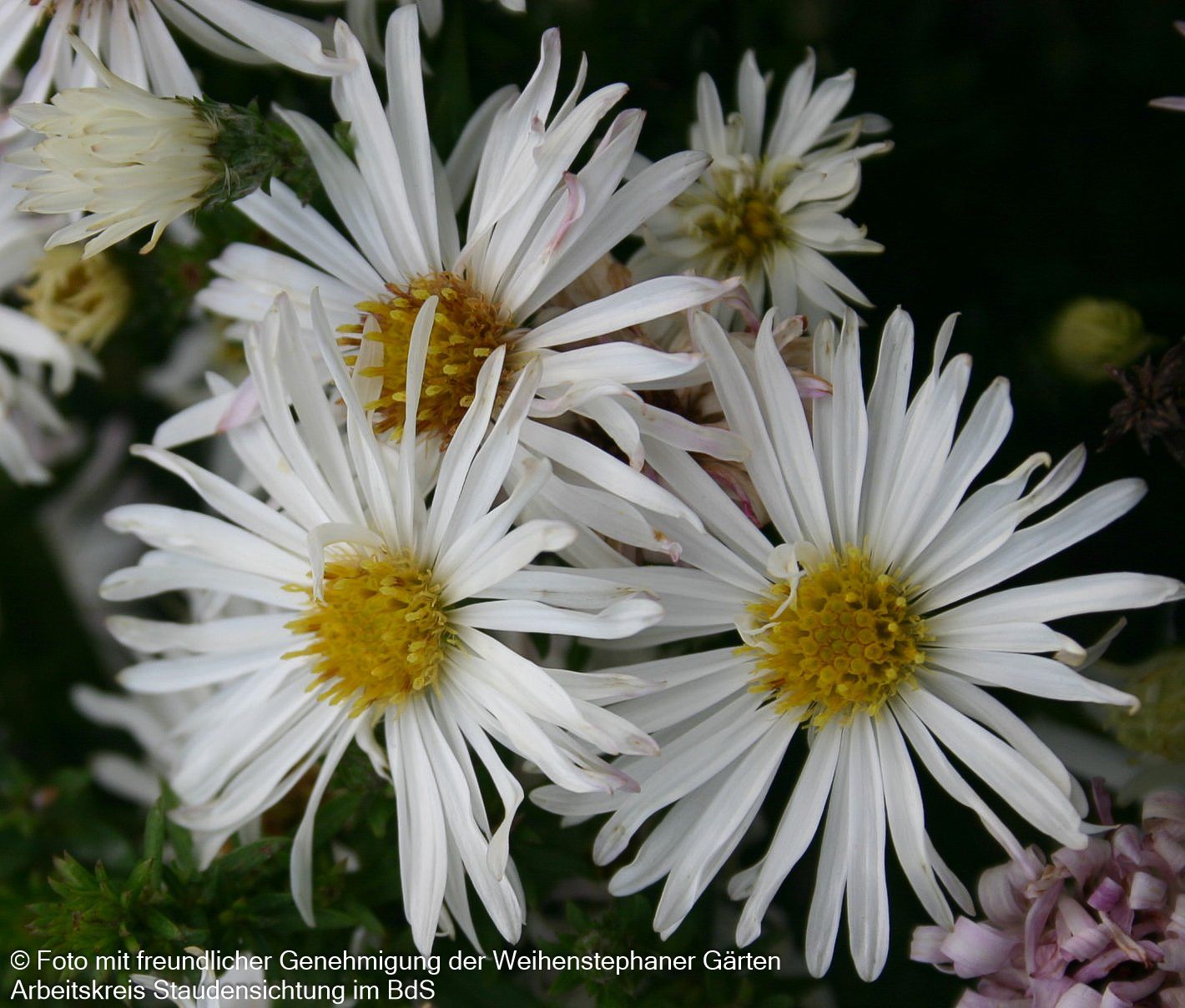 Glattblatt-Aster 'Zauberspiel' (Aster novi-belgii)