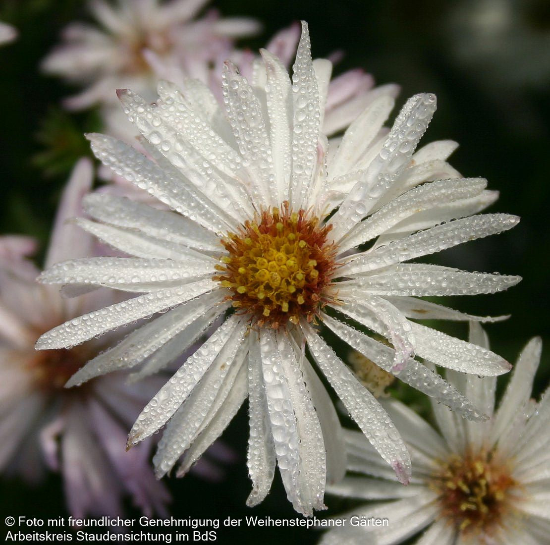 Glattblatt-Aster 'Zauberspiel' (Aster novi-belgii)